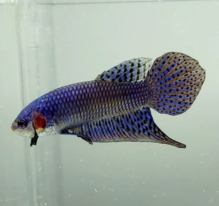 Blue Alien Male Betta Fish BA-1161