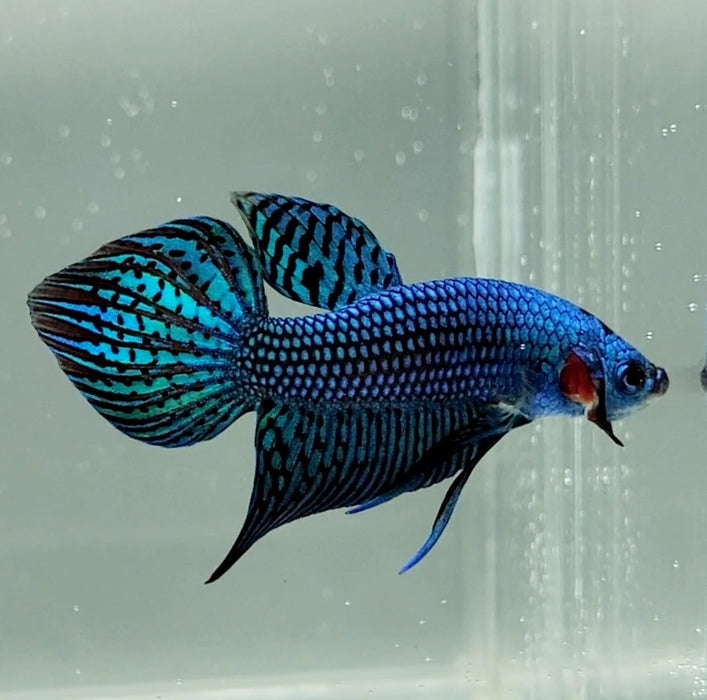 Blue Alien Male Betta Fish BA-1163