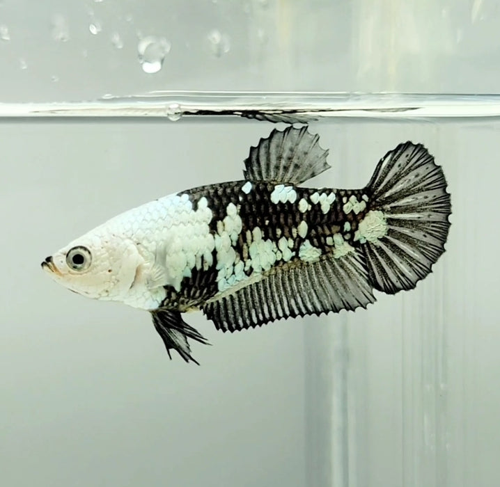 Snow Mamba Female Betta Fish SM-1164