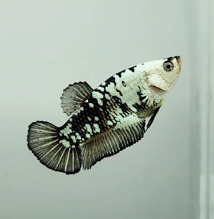 Snow Mamba Female Betta Fish SM-1165