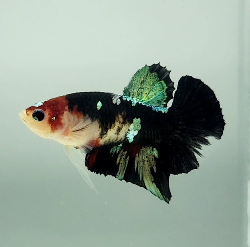 Red Copper Koi Male Betta Fish RC-1166