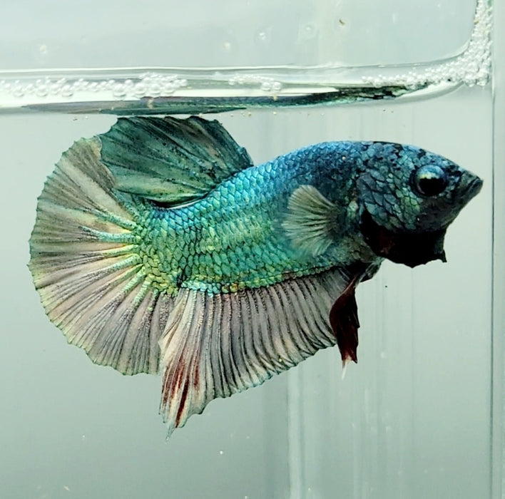 Avatar Copper Male Betta Fish AC-1167