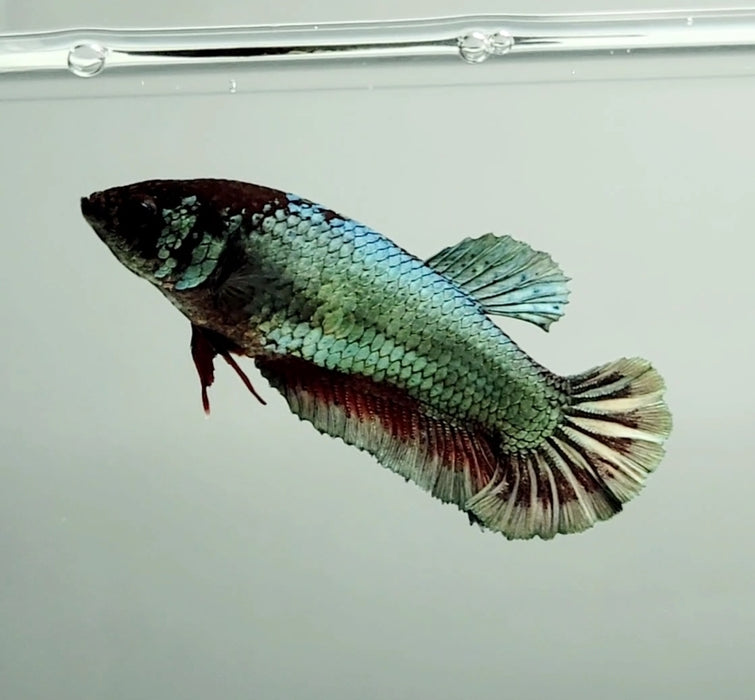 Avatar Copper Female Betta Fish AC-1170