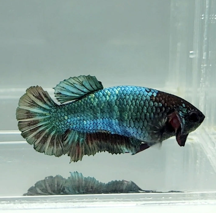 Avatar Copper Female Betta Fish AC-1171
