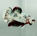 Fancy Red Copper Koi Male Betta Fish RC-1172