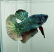 Avatar Copper Male Betta Fish AC-1173