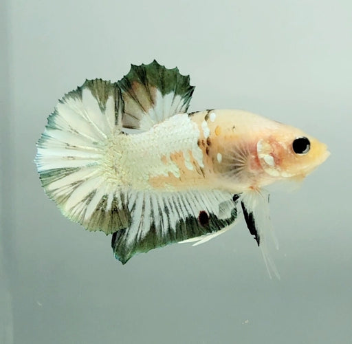 White Ghost Copper Koi Male Betta Fish WC-1174