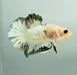 White Ghost Copper Koi Male Betta Fish WC-1174