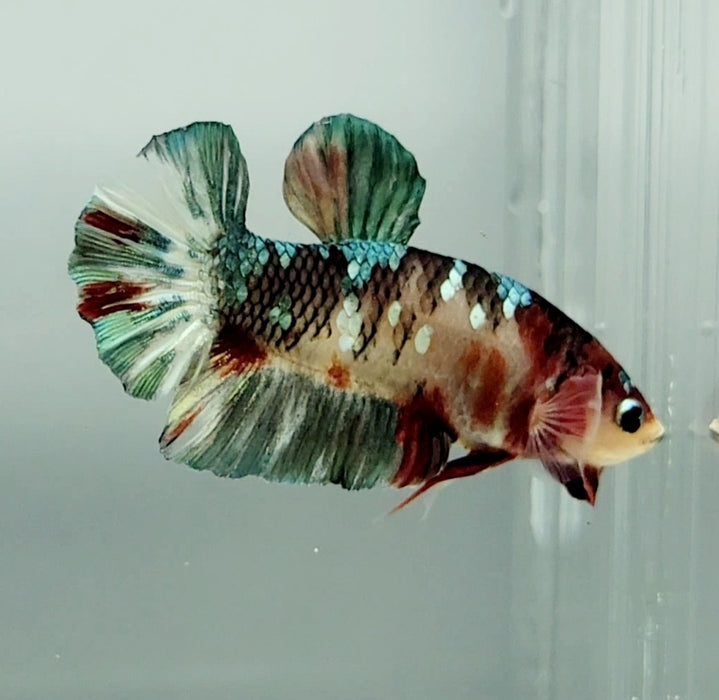 Red Copper Koi Male Betta Fish RC-1175