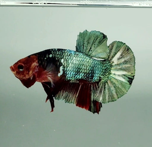 Red Copper Koi Male Betta Fish RC-1176