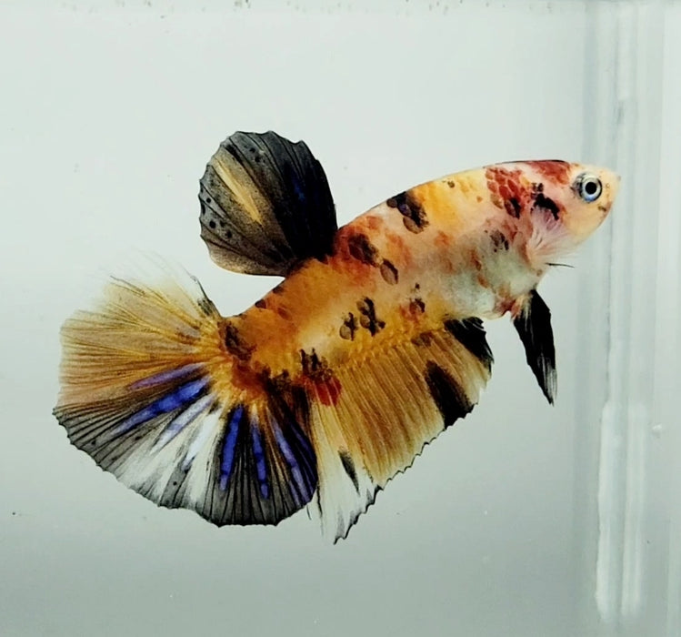 Multicolor Koi Male Betta Fish MC-1178