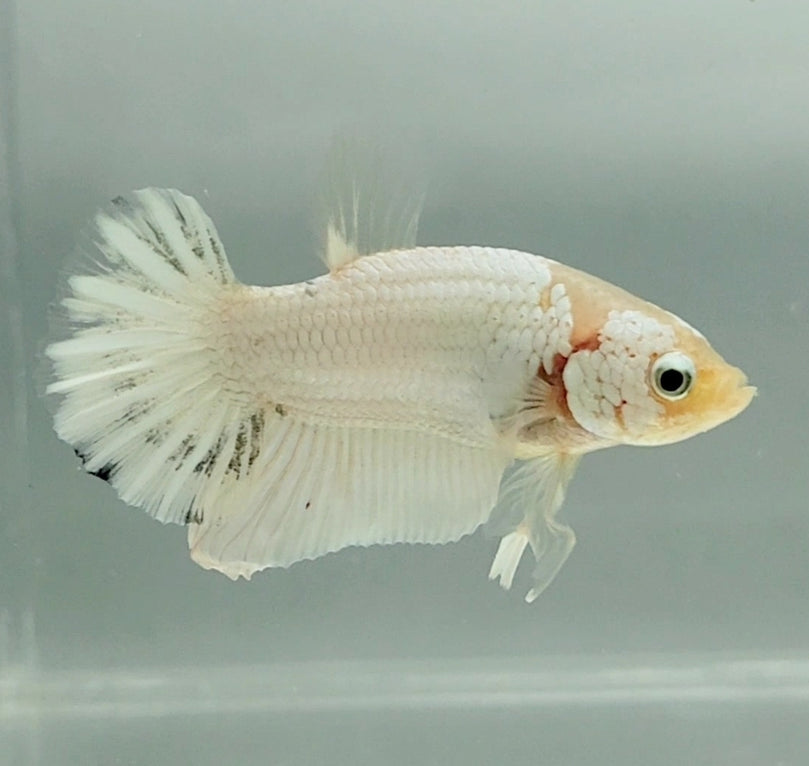Betta Fish for Sale Buy Betta Fish Online — JV Betta