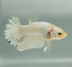 White Cooper Koi Male Betta Fish WC-1179