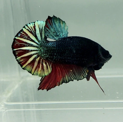 Avatar Copper Red Male Betta Fish AC-1180