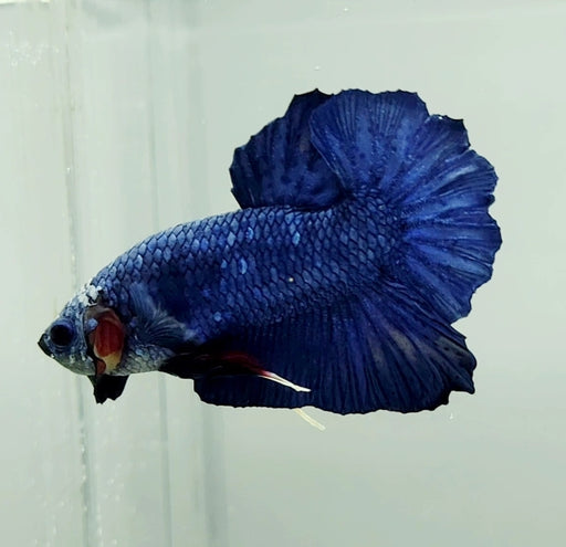 Avatar Gordon Male Betta Fish AV-1199