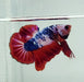Red Ohmpk Koi Male Betta Fish GK-1197
