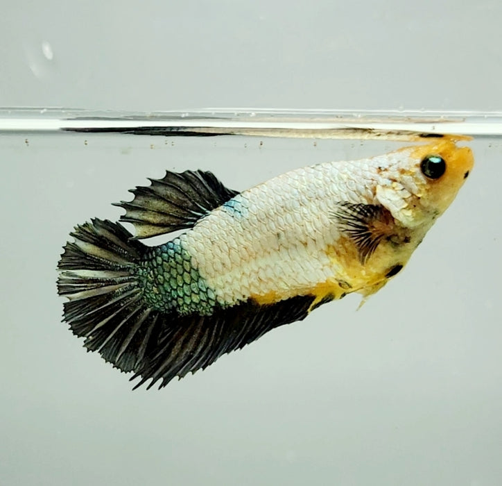 White Copper Koi Female Betta Fish WC-1196