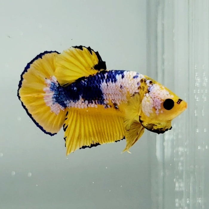 Yellow Fancy Male Betta Fish YF-1195