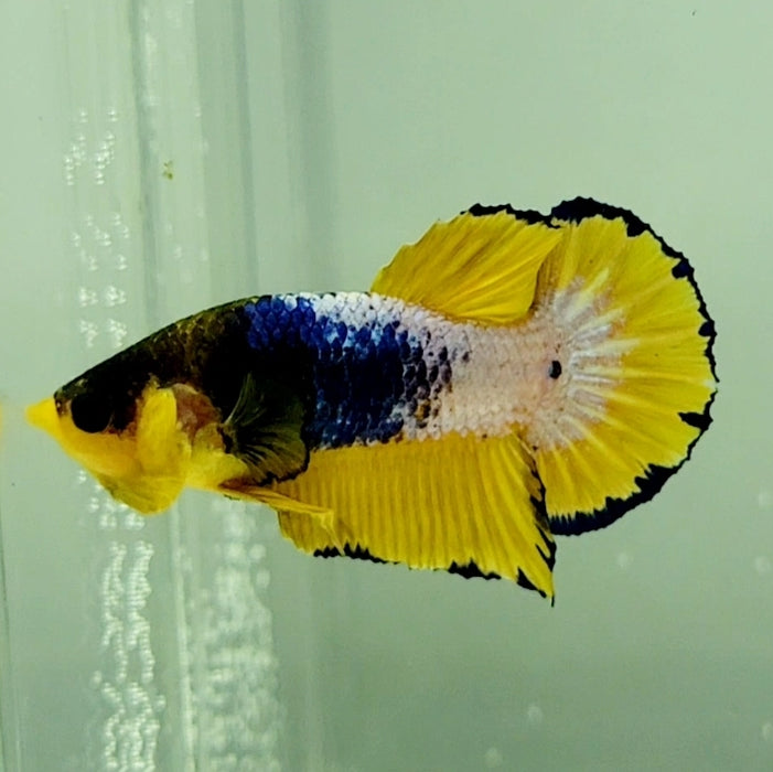 Yellow Fancy Male Betta Fish YF-1194