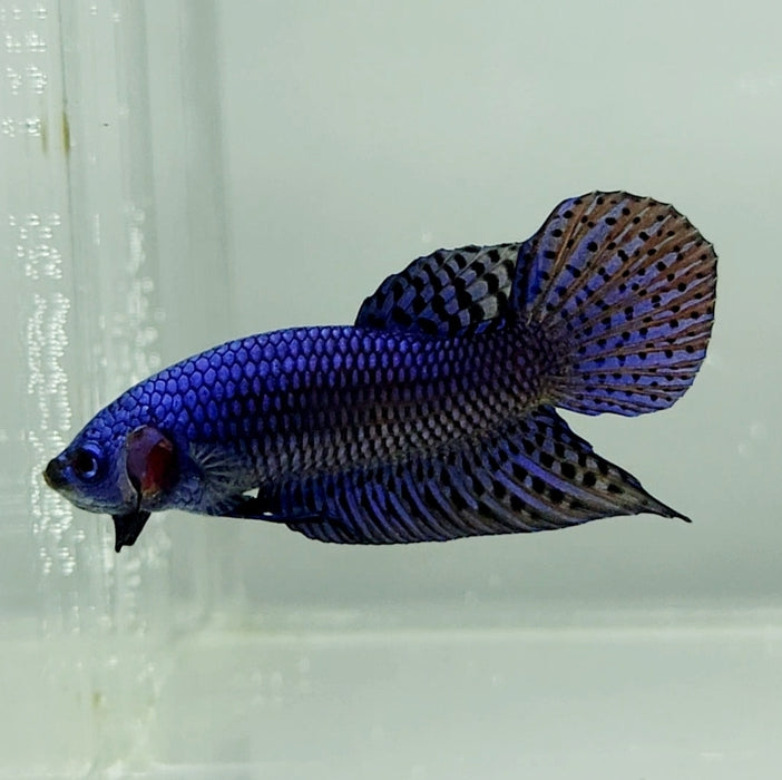 Blue Alien Male Betta Fish BA-1193
