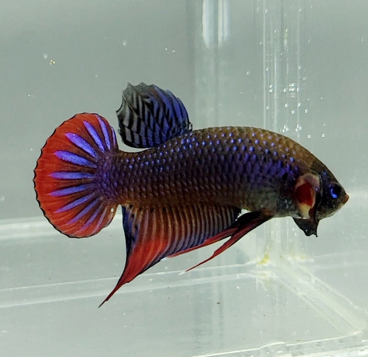 Grey Imbellis Male Betta Fish WB-1197