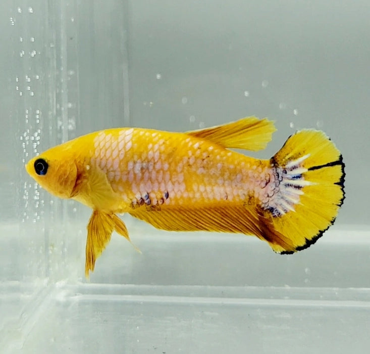 Yellow Fancy Female Betta Fish YF-1187