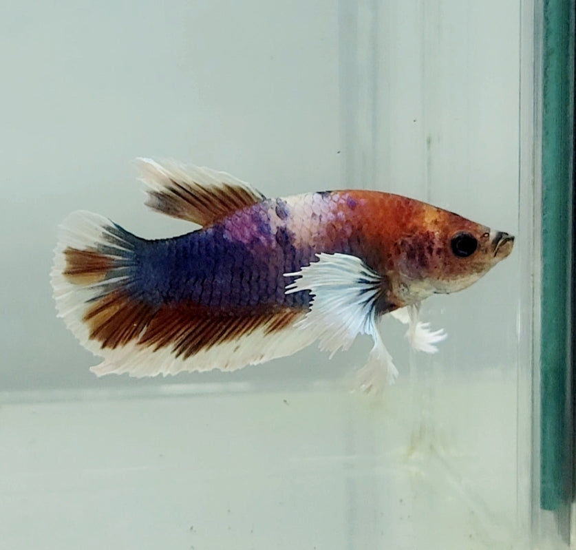 Multicolor Dumbo Male Betta Fish DB1201 — JV Betta
