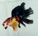 Galaxy Koi Halfmoon Male Betta Fish HM-1203