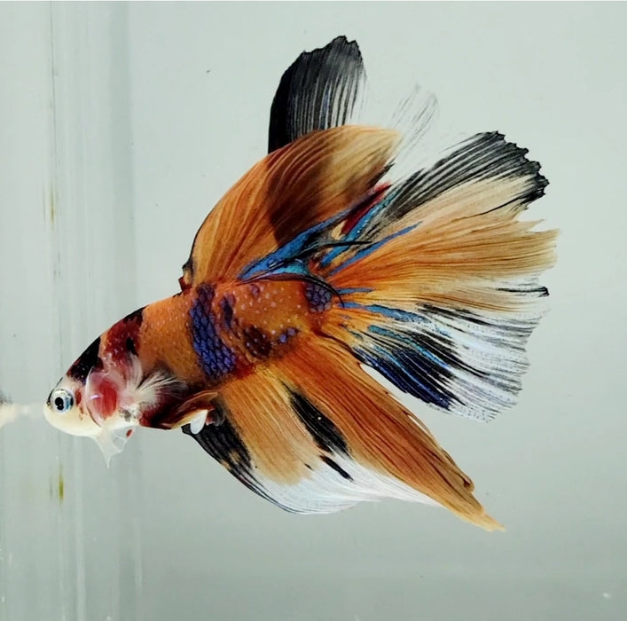 Galaxy Koi Halfmoon Male Betta Fish HM-1207