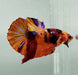 Galaxy Koi Ohmpk Male Betta Fish GK-1220