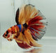 Galaxy Koi Halfmoon Male Betta Fish HM-1208