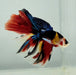 Galaxy Koi Halfmoon Male Betta Fish HM-1211