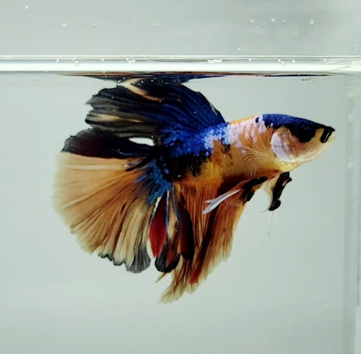 Galaxy Koi Halfmoon Male Betta Fish HM-1213