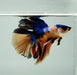 Galaxy Koi Halfmoon Male Betta Fish HM-1213