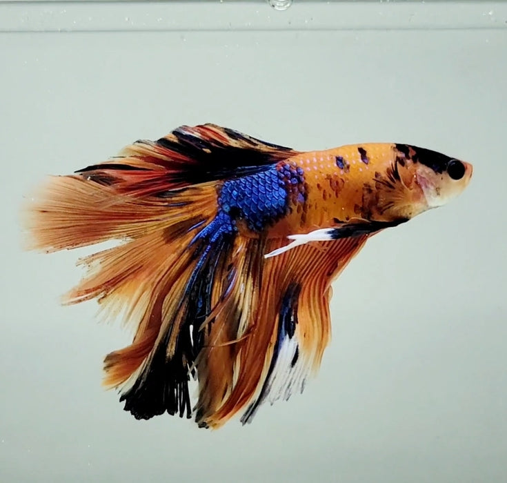 Galaxy Koi Halfmoon Male Betta Fish HM-1214
