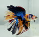 Galaxy Koi Halfmoon Male Betta Fish HM-1215