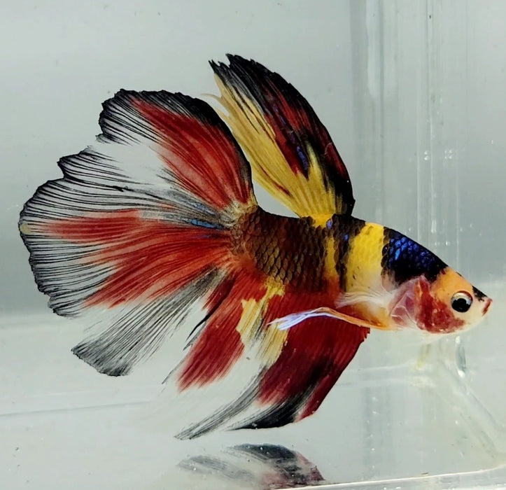 Galaxy Koi Halfmoon Male Betta Fish HM-1218