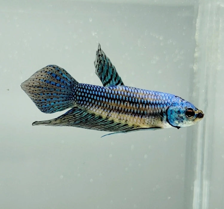 Green Rag Fish Green Male Betta Fish