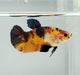 Galaxy Koi Female Betta Fish GK-1222