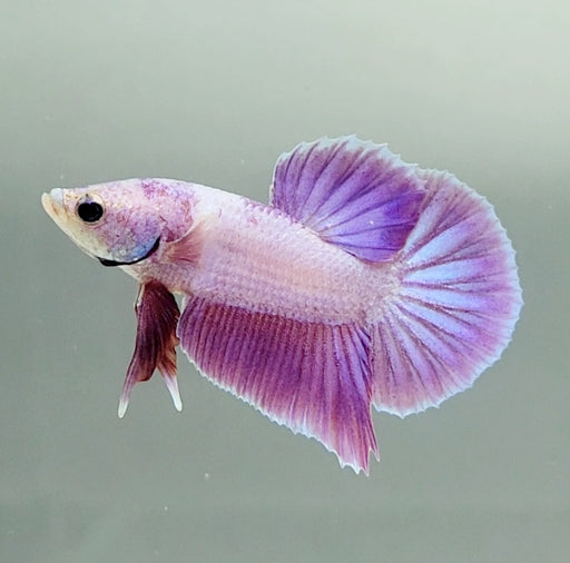 Pinky Purple Betta Fish PP-1223