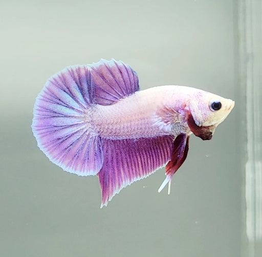 Pinky Purple Betta Fish PP-1224