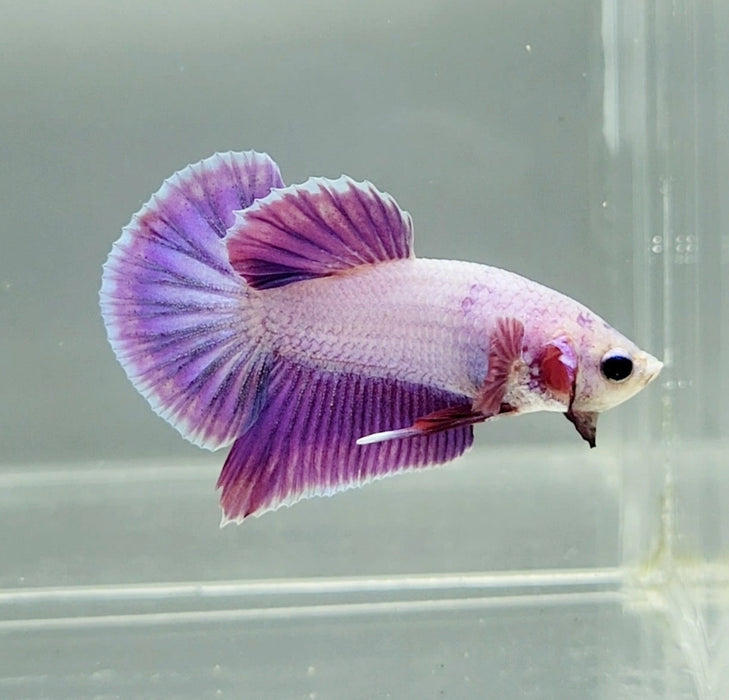 Pinky Purple Betta Fish PP-1225