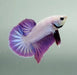 Pinky Purple Betta Fish PP-1226