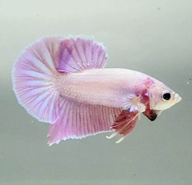Pinky Purple Betta Fish PP-1227