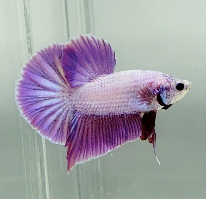 Pinky Purple Betta Fish PP-1228