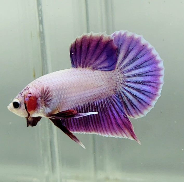 Pinky Purple Betta Fish PP-1229