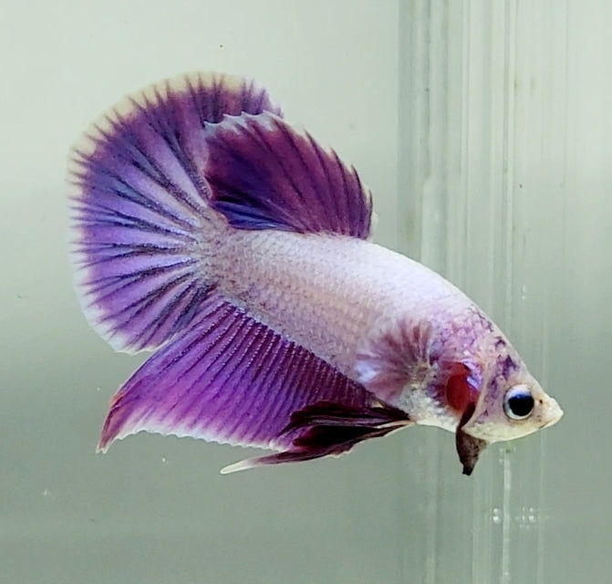 Pinky Purple Betta Fish PP-1230