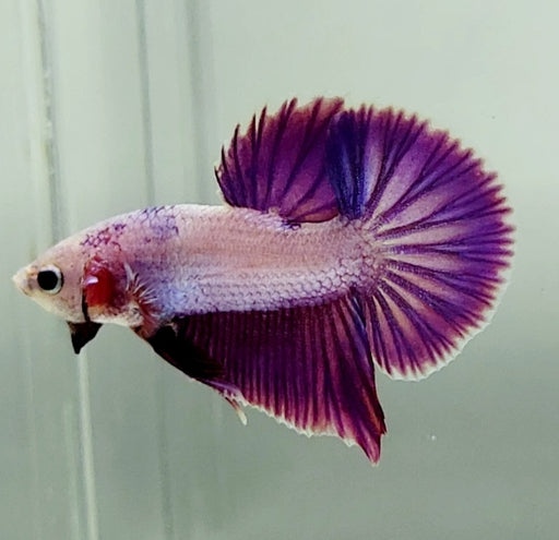 Pinky Purple Betta Fish PP-1231