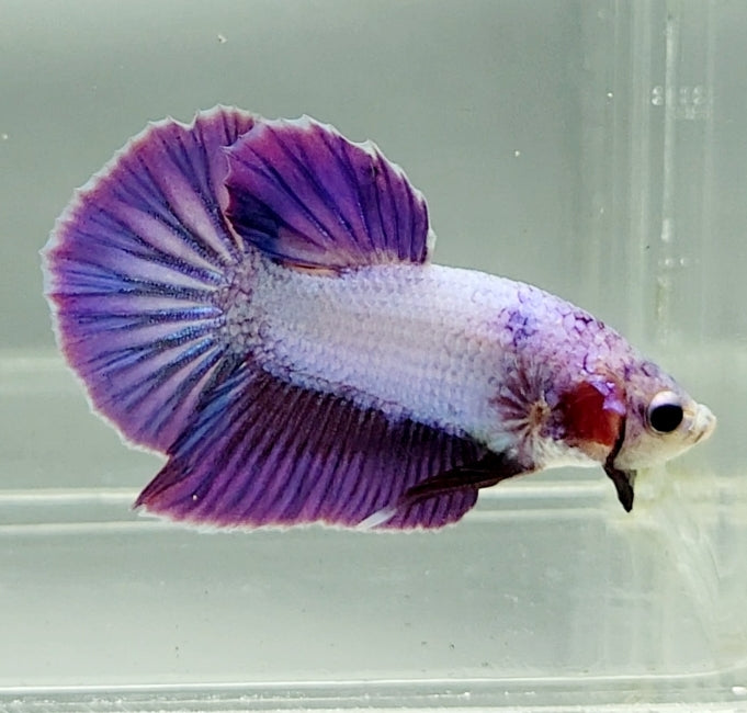 Pinky Purple Betta Fish PP-1232
