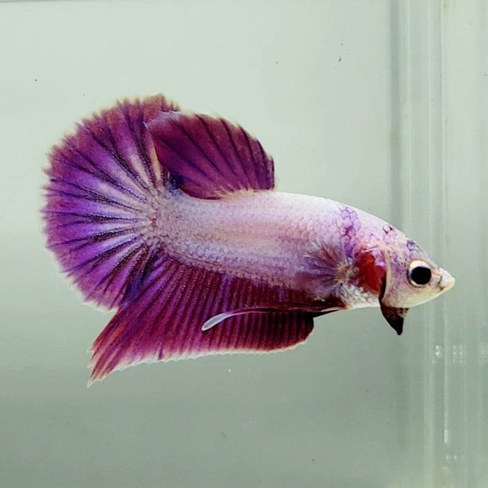 Pinky Purple Betta Fish PP-1233